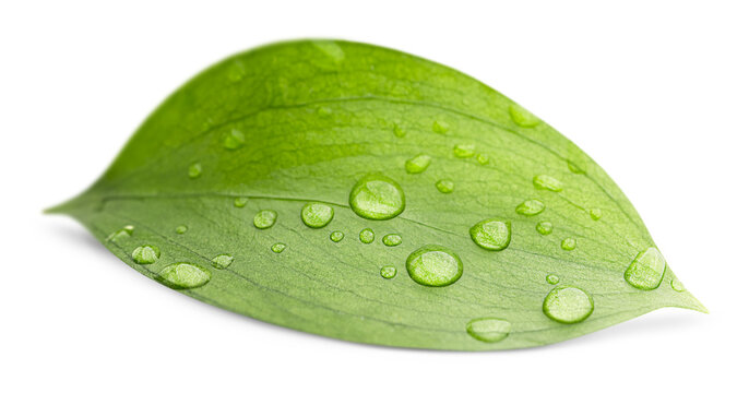 green leaf in drops of water lying on a white isolated background