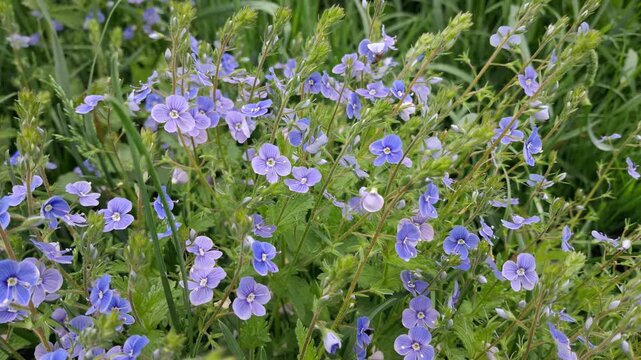 Close up of small blue germander speedwell wildflowers in grass