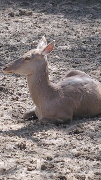 Deer rests quietly in the sun at local nature reserve