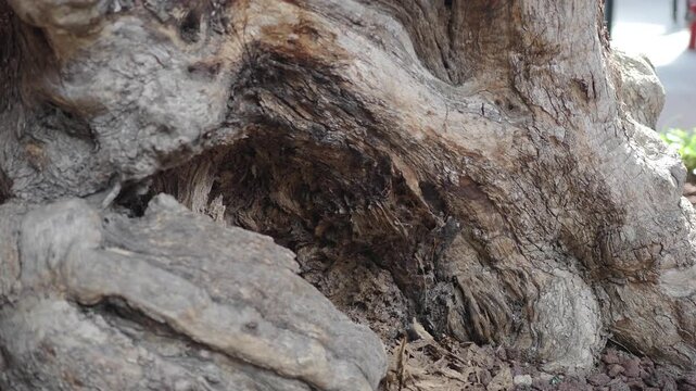 Exploring the texture and details of a tree root