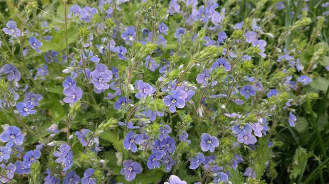 Blue germander speedwell veronica chamaedrys flowers in spring grass