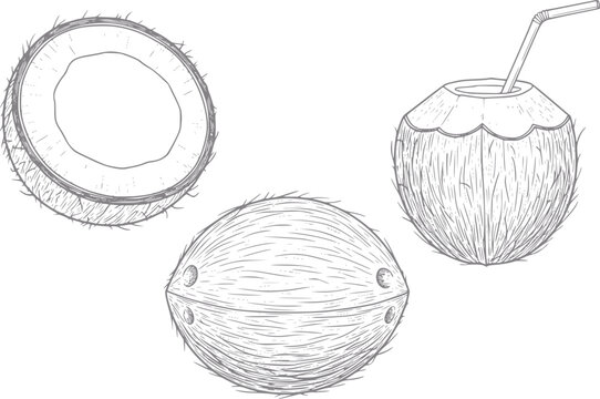 Hand-drawn of coconuts, one halved and one with a straw