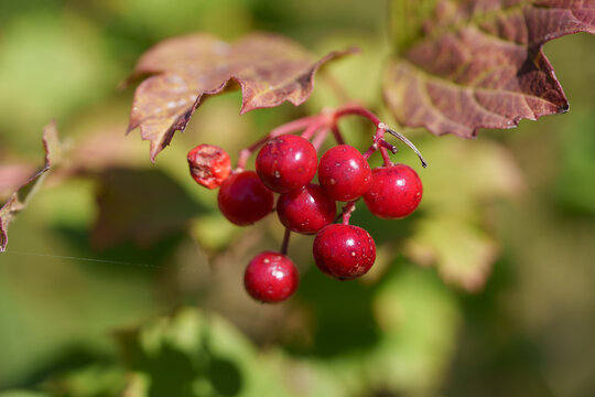 Viburnum viburnum opulus berries and leaves outdoor in autumn fall. Bunch of red viburnum berries on a branch. A bush in the wild.