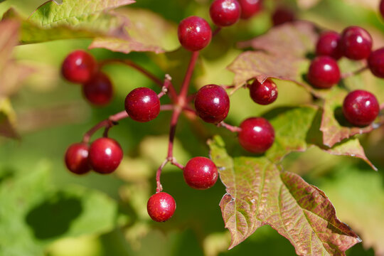 Viburnum viburnum opulus berries and leaves outdoor in autumn fall. Bunch of red viburnum berries on a branch. A bush in the wild.