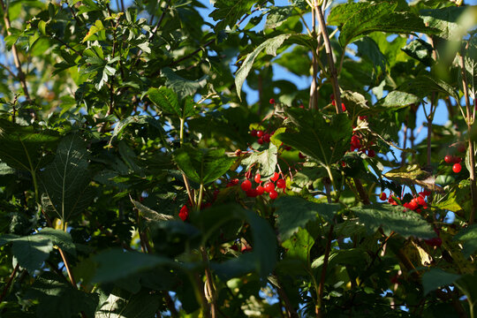Guelder rose Viburnum opulus  Bright red, shiny berries gathered in clusters, not yet fully ripe, on a branch in nature.