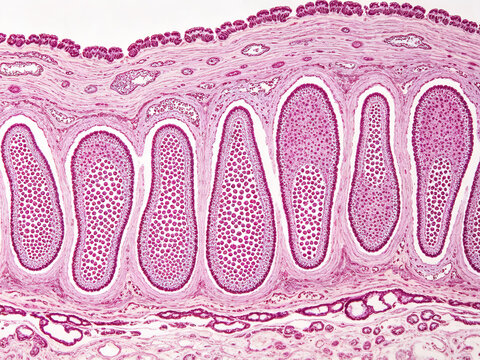 Periodic acid-Schiff staining of intestinal goblet cells, magenta mucin granules, natural histological contrast, real tissue section