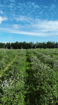 Vertical screen Aerial Glide Over Flowering Orchard Rows Midday, Dense Green Foliage And White Blooms, Clear Sky And Warm Light, Useful For Farming Presentations, Harvest Planning