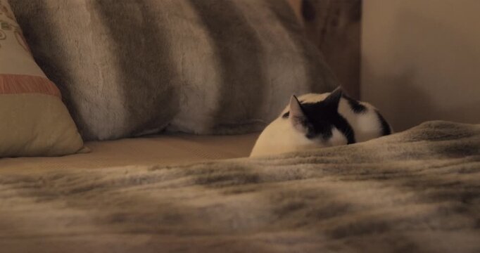 Black and white cat on a bed looking at the camera