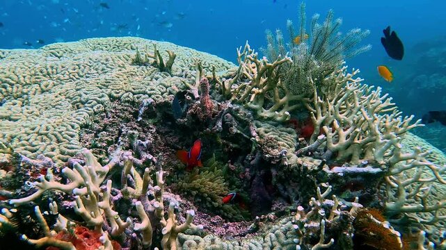 Dolly forward to millipora and bubble tip coral growing out of a massive Grooved brain coral (Diploria labyrinthiformis) guarded by a pair of tomato clownfish (Amphiprion frenatus). Dauin, Philippines
