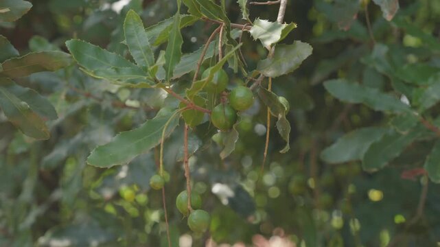 Green unripe macadamia nuts hanging on a branch and moving in the breeze on a sunny day