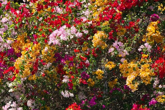 Multicoloured Bougainvillaea flowers