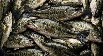 Fototapeta premium Freshly caught largemouth bass fish piled together in a commercial catch display showing detailed scales and textures for professional fishing industry markets