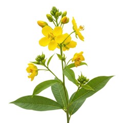 Fototapeta premium Bright yellow flowering plant with green leaves on white background isolated on white background