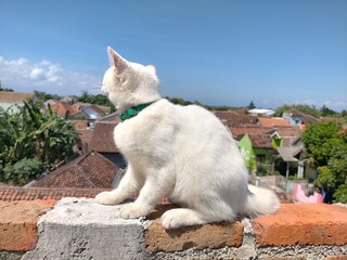 White cat cushions. High quality photo © Suryaning Bawono