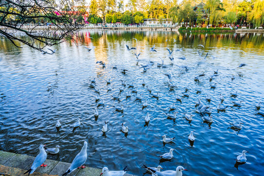 Red-billed Gull in Cuihu Park, Kunming, Yunnan, China	
