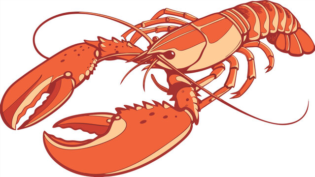 Vector illustration of a realistic red lobster hand drawn for culinary or marine life designs with crustacean