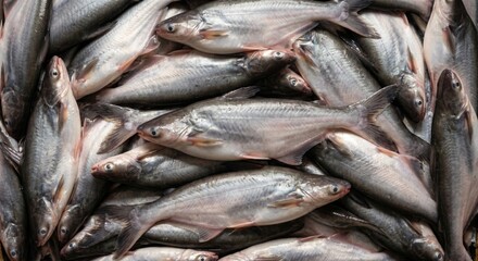 Obraz premium Fresh raw catfish stacked together in a market display for culinary preparation showing silver scales and smooth skin textures in a high angle overhead view