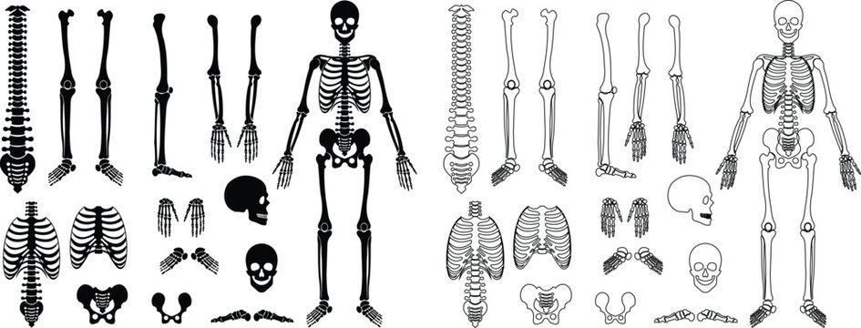 Human skeleton icon set collection group isolated on transparent background in black and fat style, anatomy bones illustration, skull rib cage spine pelvis arm leg foot medical vector bundle design