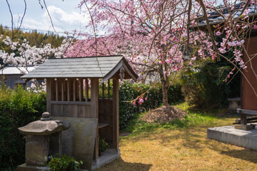 Obraz premium An Temple in the Nagasawa Area of Imabari, Ehime, Japan – Traditional Buddhist Temple in Spring
