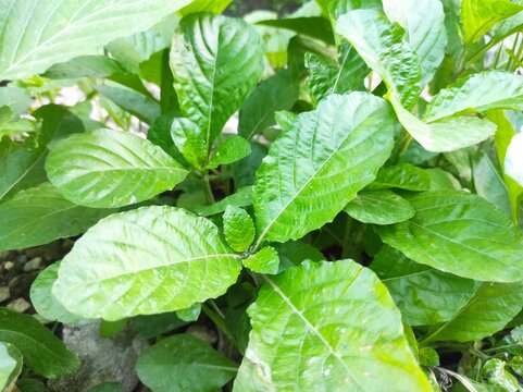 Fresh green leaves of Strobilanthes crispus or Keji Beling herbal plant in the garden