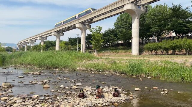 Wild mallard ducks resting on a stream under an elevated urban monorail railway in South Korea 대구 지상철 강변
