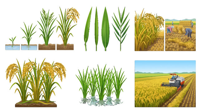 Rice plant growth stages and harvesting process illustration