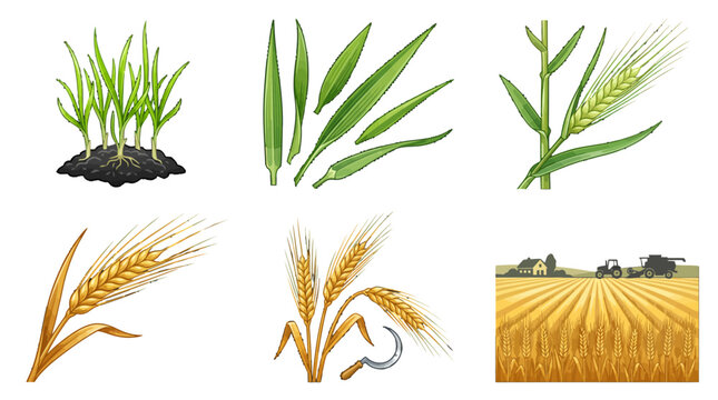Wheat and rice plants illustrations with farm tractor harvesting