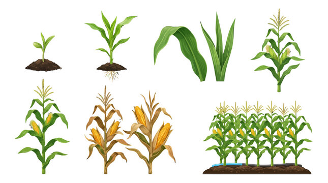 corn plant growth stages illustration