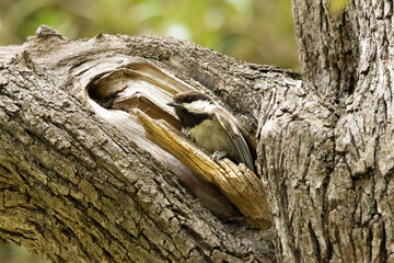 chestnut-backed chickadee parent getting out of the nest after feeding  © Yifeng