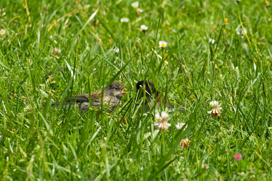 dark-eyed junco baby asking food from parent 