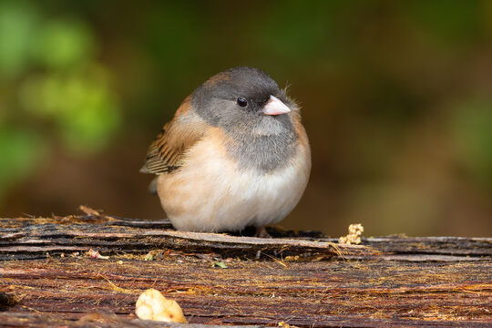 cute dark-eyed junco standing on a branch 