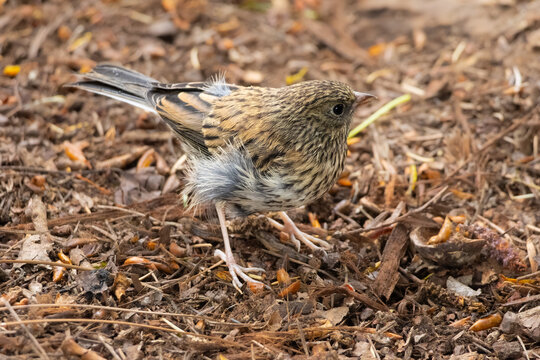 dark-eyed junco baby ready to molt (change feather) 