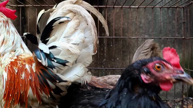 Closeup of a colorful rooster and hens inside a wire cage.4k 
