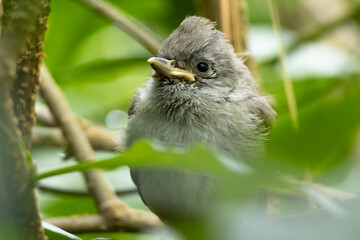 oak titmouse baby standing in the bush  © Yifeng