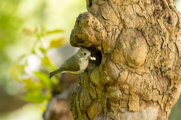 oak titmouse parent feeding chicks food  © Yifeng