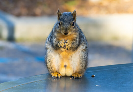 fox squirrel standing on table eating nuts