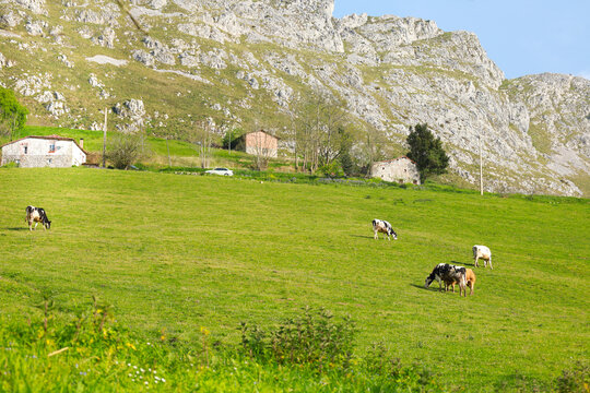 Cows grazing in green valley in Asturias