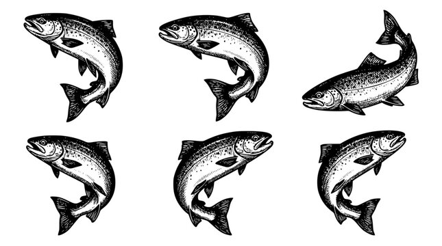 Six salmon jumping out of water in different positions illustration