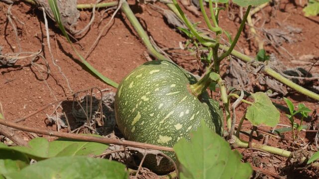 Raw green kabocha squash growing in a vegetable patch with rich red soil under the sun