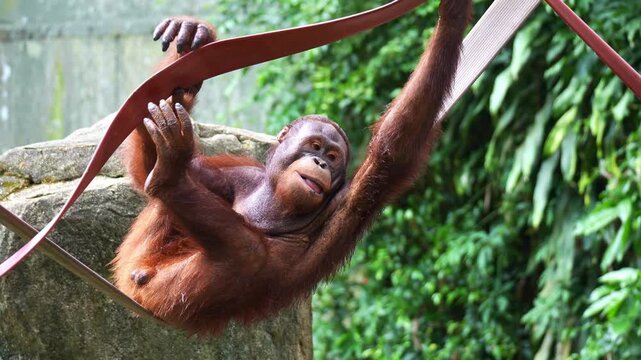 A young Orangutan with shaggy reddish-brown hair resting on a strap, close up shot.