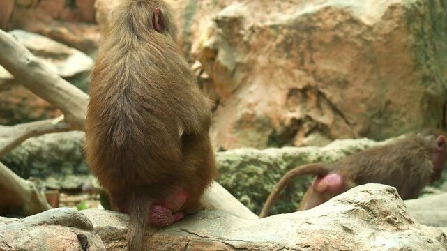 A young Hamadryas baboons (Papio hamadryas) holds a piece of fibrous plant stalk in its hands and chews it with its mouth, close up shot.
