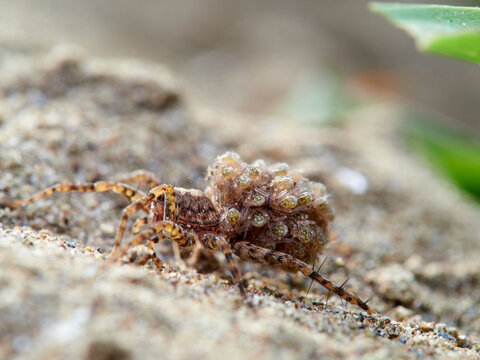 Wolf spider with spiderlings on its abdomen. Genus Pardosa