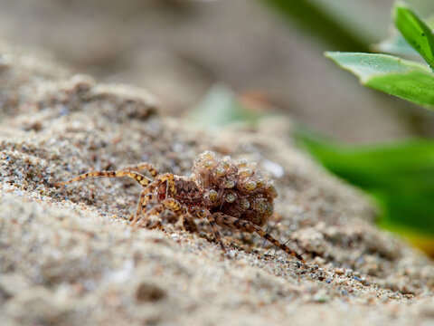 Wolf spider with spiderlings on its abdomen. Genus Pardosa