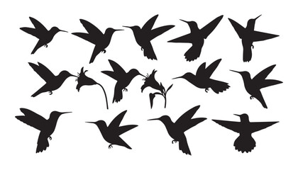 black and white silhouette set of Hummingbirds very high quality vector illustration. © dinesh