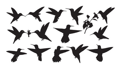 black and white silhouette set of Hummingbirds very high quality vector illustration. © dinesh