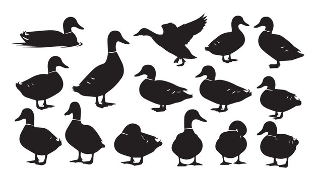 black and white silhouette set of Loons very high quality vector illustration.