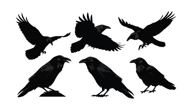 black and white silhouette set of Crows very high quality vector illustration.