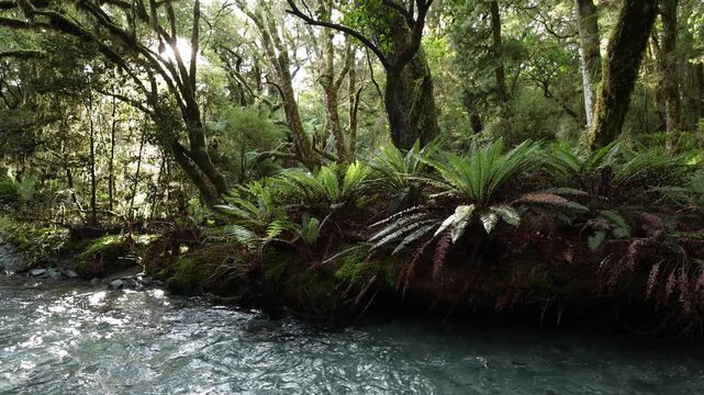 Crystal clear blue water streams, rivers and creeks in the lush green Rainforest of New Zealand Fiordland
