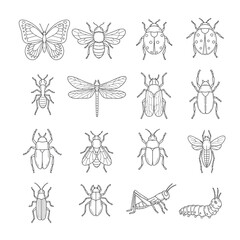 Fototapeta premium Insects Butterflies Beetles Dragonflies Bugs.