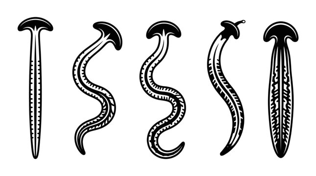 Black and white vector silhouette set of Hammerhead Worm
